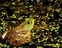 Frosch: Weltrat für Biodiversität vor dem Absprung. Bild:  Flickr/Lee