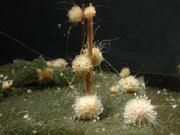 Die Schwammart "Tethya wilhelma" (hier eine Kolonie im Aquarium) ist inzwischen Modellorganismus für viele evolutionäre Fragestellungen und wesentliches Untersuchungsobjekt in der aktuellen Studie von PD Dr. Michael Nickel von der Universität Jena. Foto: Michael Nickel/FSU