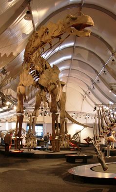 Nachbildung des rekonstruierten Skeletts von Argentinosaurus huinculensis, gezeigt im Rahmen einer Sonderausstellung im Senckenberg Naturmuseum, Frankfurt am Main. Die Fossilien dieses Titanosauriers stammen aus der frühen Oberkreide und wurden in der argentinischen Provinz Neuquén gefunden. Argentinosaurus huinculensis ist der gegenwärtig größte bekannte Sauropode mit einer Gesamtlänge von 38 Metern und einem geschätzten Gesamtgewicht von 75 Tonnen.