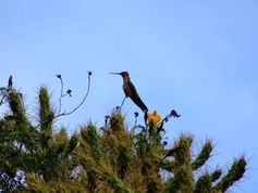 Kolibri auf einem Baum: wählt artenreiche Route. Bild: pixelio.de, rebel