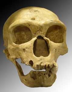 Schädel eines Neandertalers (1908 im französischen La Chapelle-aux-Saints entdeckt)