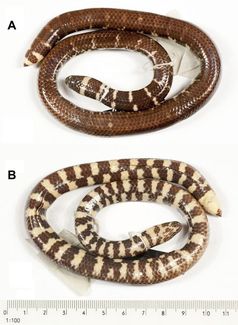 Trotz Pseudonyms erkannt: Ein internationales Biologenteam unter Marburger Leitung identifizierte die Walzenschlange Cylindrophis subocularis als neue Art. Quelle: Fotos: Sven Mecke, Philipps-Universität Marburg (Die Abbildung darf nur im Zusammenhang mit der Berichterstattung über die zugehörige wissenschaftliche Publikation verwendet werden) (idw)