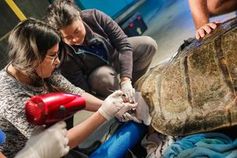 Verletzte Schildkröte während der Operation. Bild: universityofcalifornia.edu