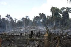 Wälder auf dem Land der Awá werden illegal von Siedlern gerodet. Bild: Fiona Watson/Survival