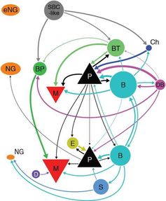 Mit Diagrammen wie diesem halten die Forscher fest, wie die einzelnen Neuronen mit ihren Nachbarn verbunden sind. Quelle: Abbildung: CIN (idw)