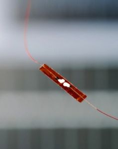 Zinkoxid-Nanogenerator: Erfolgreich in einer Ratte erprobt. Bild: gatech.edu/Gary Meek
