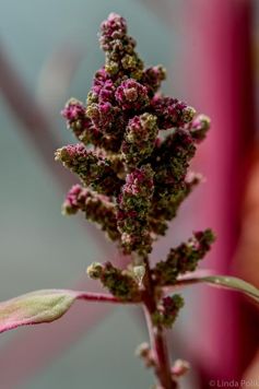 Die tropische Pflanze Quinoa hat ihre Blühzeit an kurze Tage angepasst.
Quelle: Copyright: Linda Polik (idw)