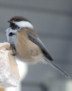 Gut an kalte Temperaturen angepasst: Die kleine Lapplandmeise (Poecile cinctus)
Quelle: © Open Source Wikipedia (idw)