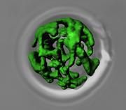 Mitochondrien – die „Kraftwerke“ lebender Zellen unter dem Mikroskop