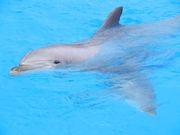 Delfin im ConnyLand