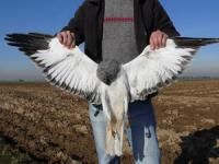 Bild: Komitee gegen den Vogelmord