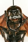 Kopf der neu entdeckten Monster-Wespe Bild: Michael Ohl, Museum für Naturkunde Berlin