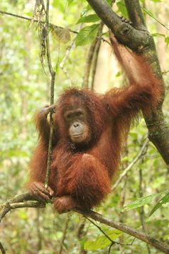 Orang-Utan-Waise Casey in Freiheit. Bild: Vier Pfoten