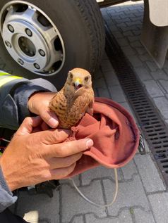 Die LG Langern rette diesen Falken aus der Abgasanlage einer Verdichter-Turbine Bild: Feuerwehr