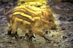 Obwohl Experten keine Gefahr in Wildschweinen sehen, wollen einige Interessenverbände diese an den Rand der Ausrottung drängen (Symbolbild)
