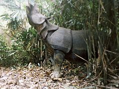 Java-Nashorn. Bild: Foead Yahya Sumiadi / WWF