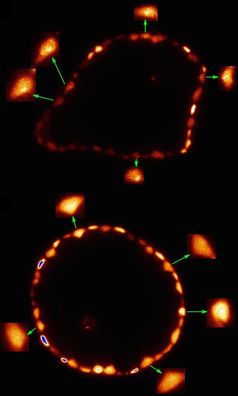 Arsenverteilung in der Blatthaut bei einer Konzentration von einem (oben) und fünf (unten) Mikromol
Quelle: Mishra et al., Journal of Experimental Botany, DOI: 10.1093/jxb/erw238, CC-BY-3.0 ( (idw)