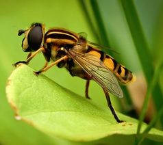 Schwebfliege: nützlich, aber auch Viren-Taxi. Bild: Frank Hollenbach/pixelio.de