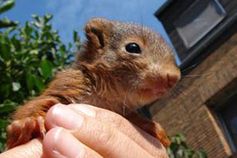 Dieses Eichhörnchen wurde in die Wildtierstation Hamburg gebracht . Bild: VIER PFOTEN