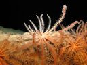 	  In bis zu 1000 Meter Tiefe siedeln Arten, die als ausgestorben galten. Bild: ZDF/Jonas Sichert 