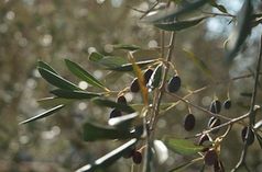 Infiziert: Italiens Olivenbäume sollen vernichet werden. Bild: flickr.com/kezee