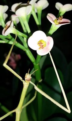 Die Grüne Vietnam-Stabschrecke Ramulus artemis: Das Insekt gehört zu einer von sechs Arten von Stabschrecken, in deren Genom die Forscher bakterielle Pektinase-Gene fanden.