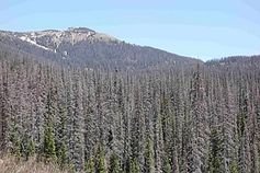 Großflächiges Fichtensterben (Picea engelmanni) im Wolf Creek Pass in Colorado, USA
Quelle: Bildquelle:  (C) Craig Allen, USGS, Los Alamos, USA (idw)
