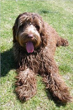 Labradoodle Bild: Oracle7 at en.wikipedia