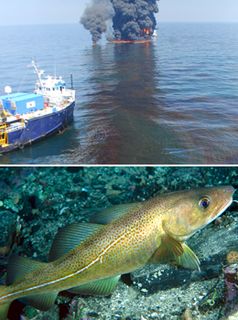 Explosion der Bohrplattform Deep Water Horizon im Golf von Mexiko und das Dorschwunder in der Ostsee. © U.S. Coast Guard und WWF