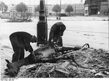 Noch ehe der Kampf verstummt ist, wagen sich hungrige Berliner, hier in Tempelhof, Manfred-von-Richthofen-Straße am späteren Platz der Luftbrücke vor dem Flughafengelände, aus den Kellern hervor, um gefallene Pferde zu zerlegen. Bild: Deutsches Bundesarchiv (German Federal Archive), Bild 183-R77871