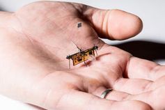 "RoboFly" wiegt weniger als ein Zahnstocher.