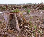 Kahlschlag für Ölpalmen-Plantagen in einem Tormoorwald auf Borneo. © Alain Compost / WWF
