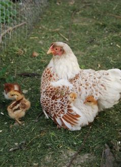 So ist es von der Natur vorgesehen: Huhn mit ihren Kücken (Symbolbild)