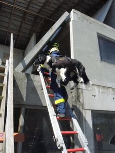 Rettungshunde beim THW dürfen nicht zu schwer und Rettungshundeführerin müssen eine gute Kondition haben. Der Leitertransport des Hundes erfolgt mit Rucksackgeschirr.