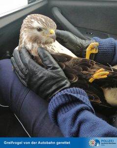 Bussard Bild: Polizei