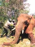 Ein ruhig gestellter Elefant wird auf seine Verladung vorbereitet. Das Foto ist bei einer früheren Umsiedelungsaktion in Uganda entstanden. Bild: IFAW/I. Vincent