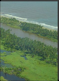 Küstenvegetation schwächt Tsunami-Wellen ab. Bild: Universität Hohenheim