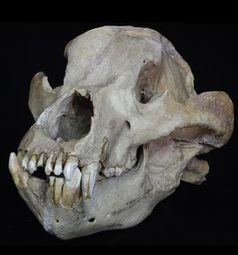 Schädel des Höhlenbären aus dem Pleistozän. Bild: Senckenberg, Sven Tränkner