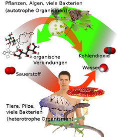 Übersicht über die Photosynthese und Atmung