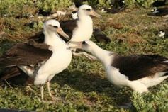 Albatrosse fressen zu viel Plastik. Bild: US Fish & Wildlife