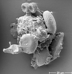 Heu-Staubpartikel: Enthält Arabinogalaktane, die Allergien vorbeugen. Bild: Universität Bochum