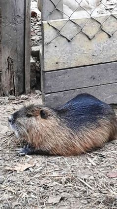 Aufregung im Hühnerstall / Nutria genießt Futter.