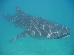 Walhai (Rhincodon typus). Bild: de.wikipedia.org