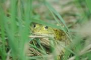 Der ursprünglich nur in Osteuropa vorkommende Seefrosch (Rana ridibunda) hat sich von Zentralasien bis nach Frankreich und Spanien verbreitet. Foto: Dirk Schmeller/UFZ