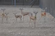 Dorkasgazellen in der Aufzuchtstation in Saudi Arabien. Die farbigen Bänder um den Hals dienen zur Identifikation der Weibchen. Foto: Hannes Lerp