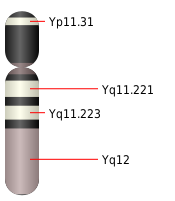 Das Idiogramm des Y-Chromosoms