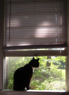 Besteht für Katzen die Gefahr eines Sturzes, müssen Fenster und Balkone gesichert werden.
Quelle: Foto: Christina Braun (idw)