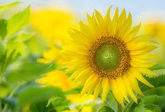 Sonnenblume: Natur macht glücklich. Bild: pixelio.de, Radka Schöne