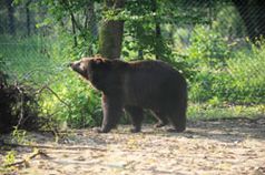 Kasia im BÄRENWALD Müritz. Bild: VIER PFOTEN 