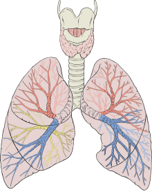 Bronchialsystem, Bronchien in verschiedenen Farben dargestellt Bild: Patrick J. Lynch, medical illustrator / de.wikipedia.org